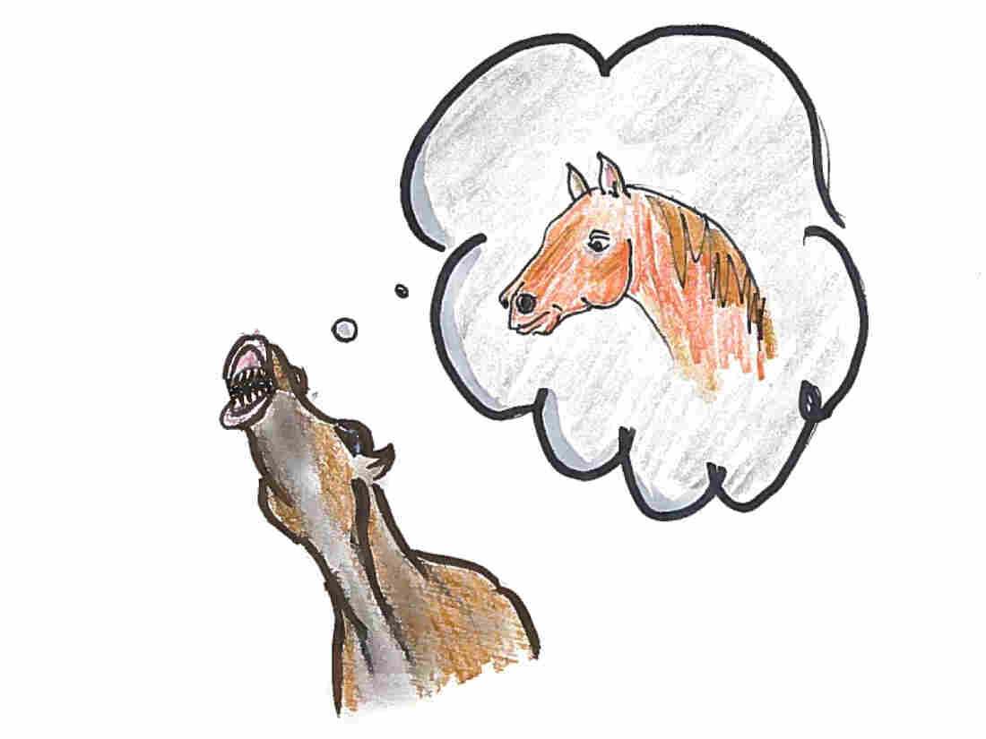 The Horse Experiment