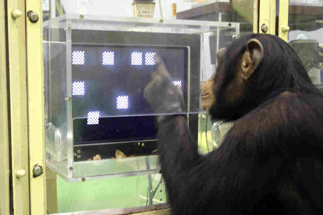 A chimpanzee named Ayumu performs a memory test in which he must recall, in order, the location of numerals that have changed to squares.