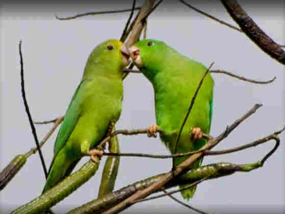 A pair of parrots beak to beak.