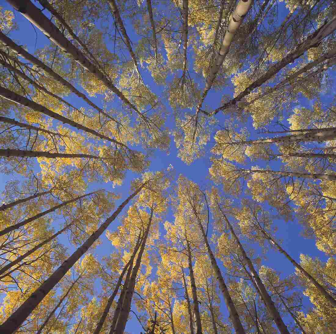 Looking up to the blue sky through a stand of golden Aspen trees.