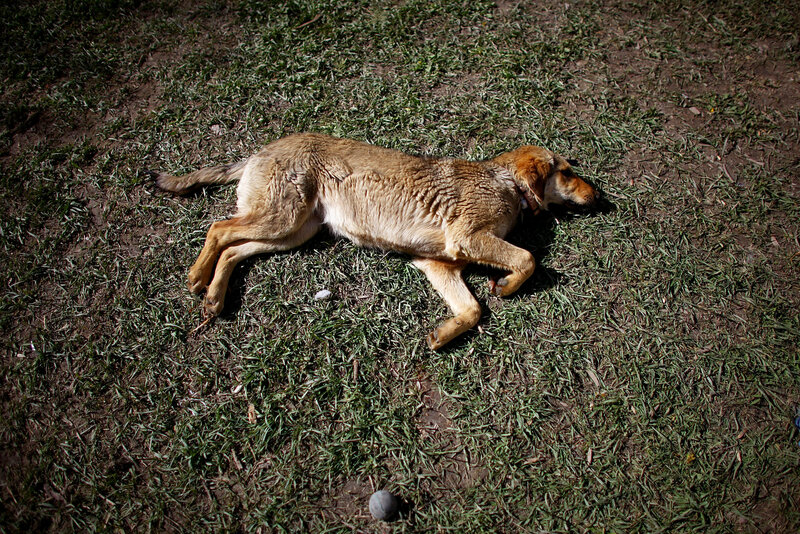 nowzad animal sanctuary