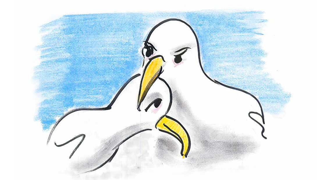 It can 15 years to decide on a partner, but having decided, albatrosses don't switch.