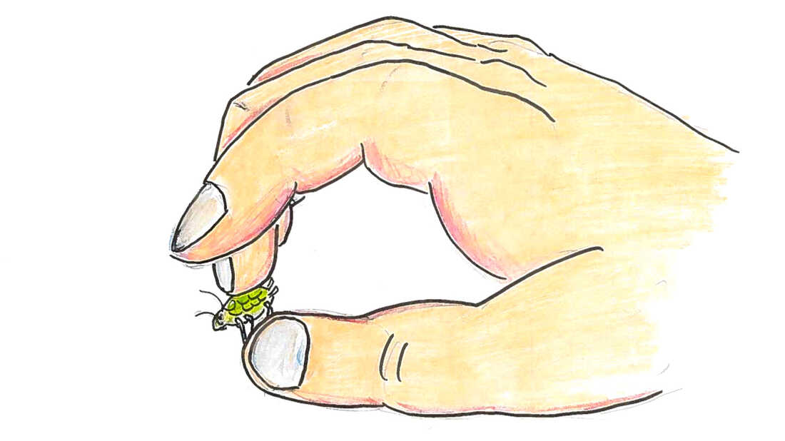 1. A hand holding an aphid