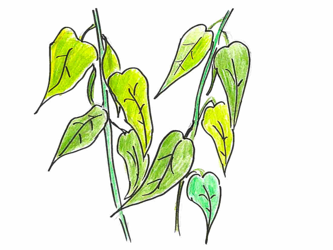 2. Green leaves of a bean plant.