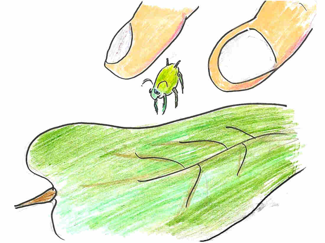 3. Dropping aphid onto leaf.