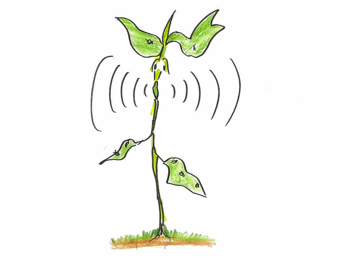 4. A bean plant screaming.