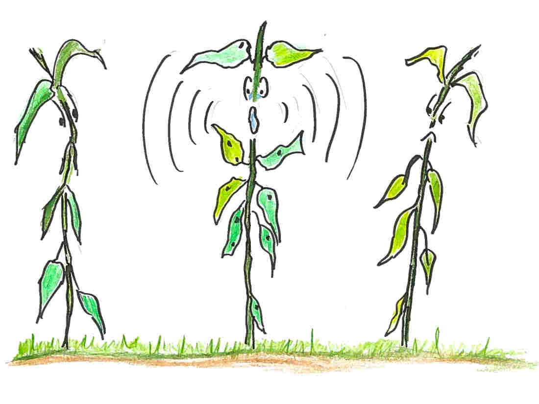 5. A bean plant screaming.