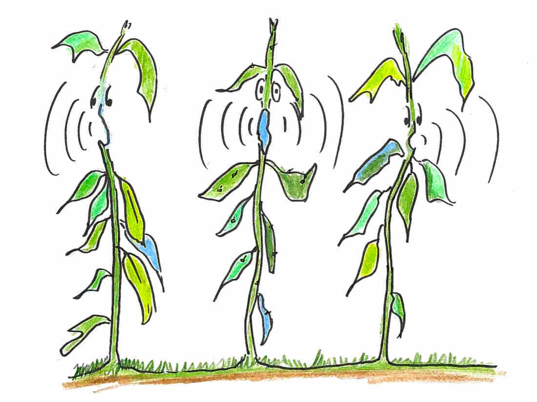 6. Neighbor plants react to a plant crying out.