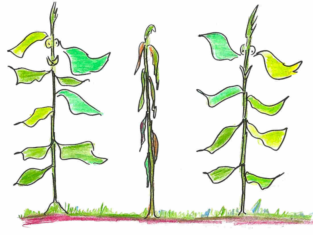 8. Three plants.