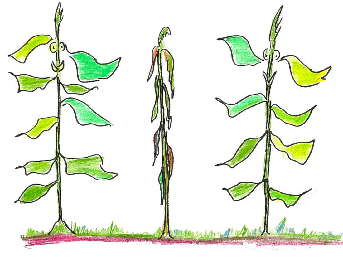 8. Three plants.