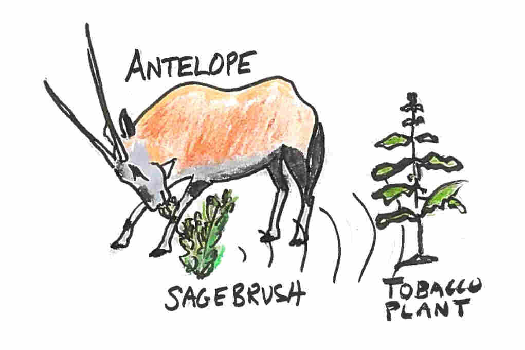 9. A pronghorn antelope and sagebrush.