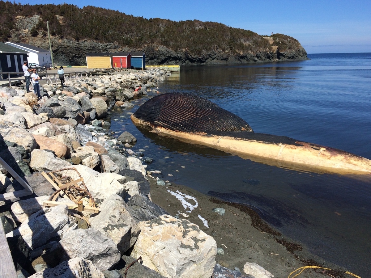 A Whale Of A Problem: Town Faces Threat Of Exploding Carcass : The Two ...