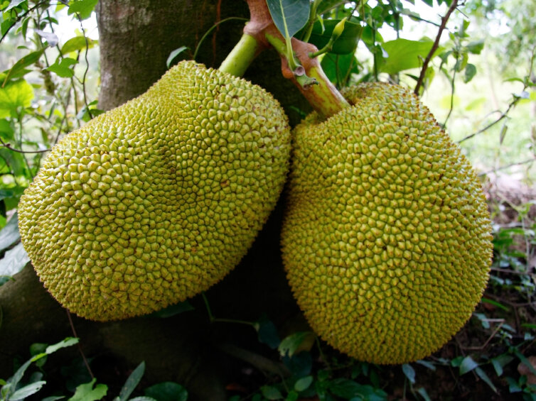 Here's The Scoop On Jackfruit, A Ginormous Fruit To Feed The World : The  Salt : NPR