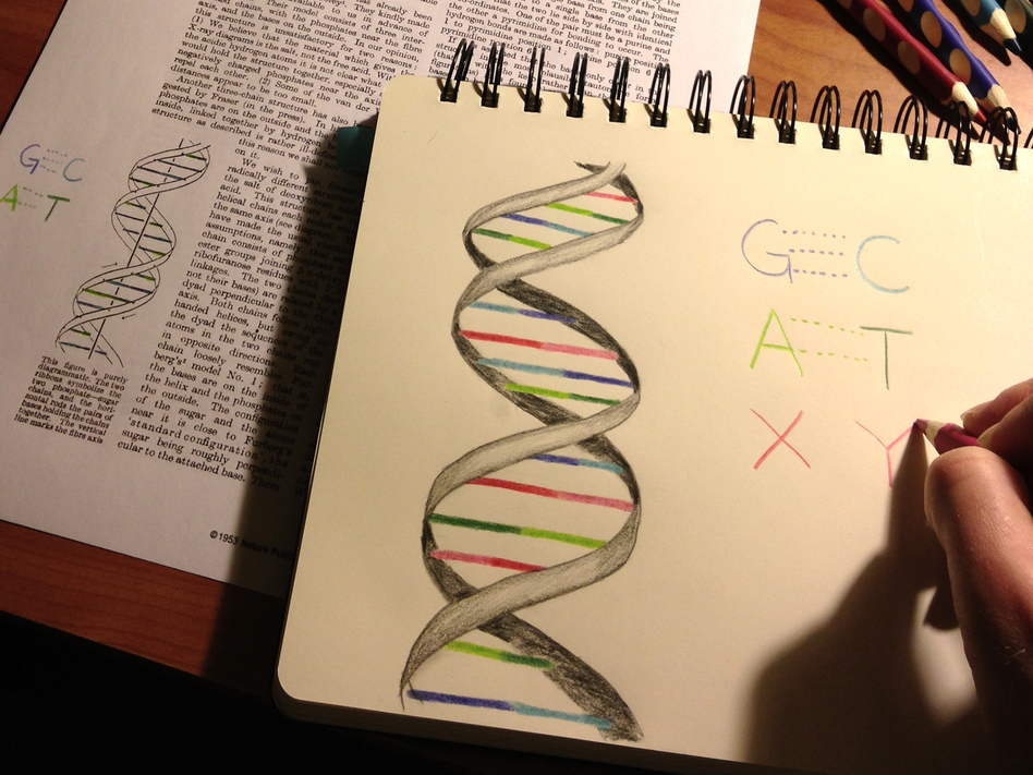 Being able to insert the two man-made letters into DNA, alongside the usual four-letter alphabet, could teach old cells new tricks and lead to better drugs, researchers say. (courtesy of Synthorx)