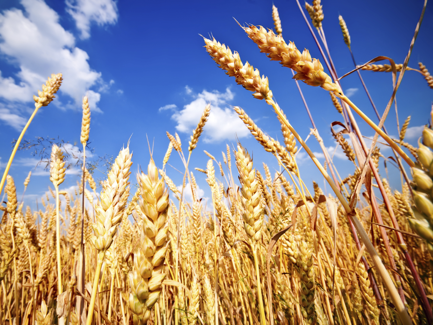 Wheat fields like this one could yield wheat with less zinc and iron in the future if they are exposed to higher levels of CO2, according to the journal Nature.