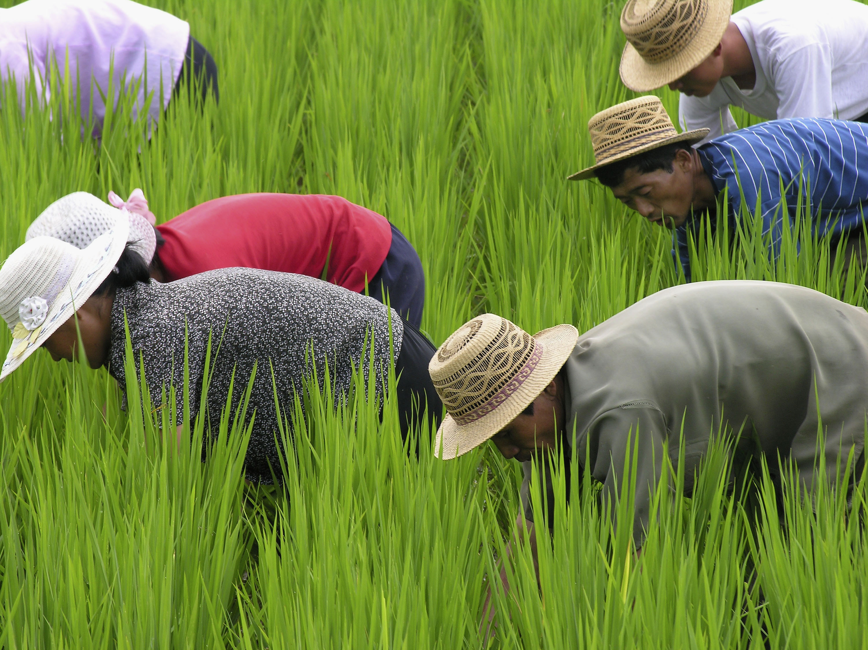 Rice Theory: Why Eastern Cultures Are More Cooperative | NCPR News