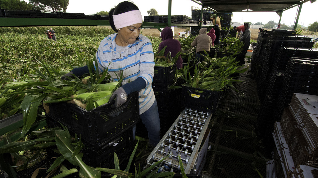 Migrant workers harvest corn on Uesugi Farms in Gilroy, Calif., in 2013. (Courtesy of USDA)