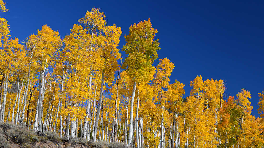 The Pando clone stands above Scenic Byway U25.