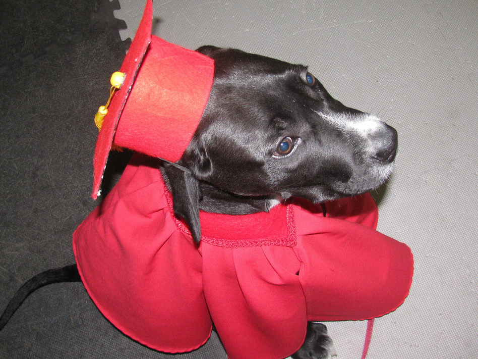 This dog went to a top-ten college...for dogs. (Martha T/Flickr)