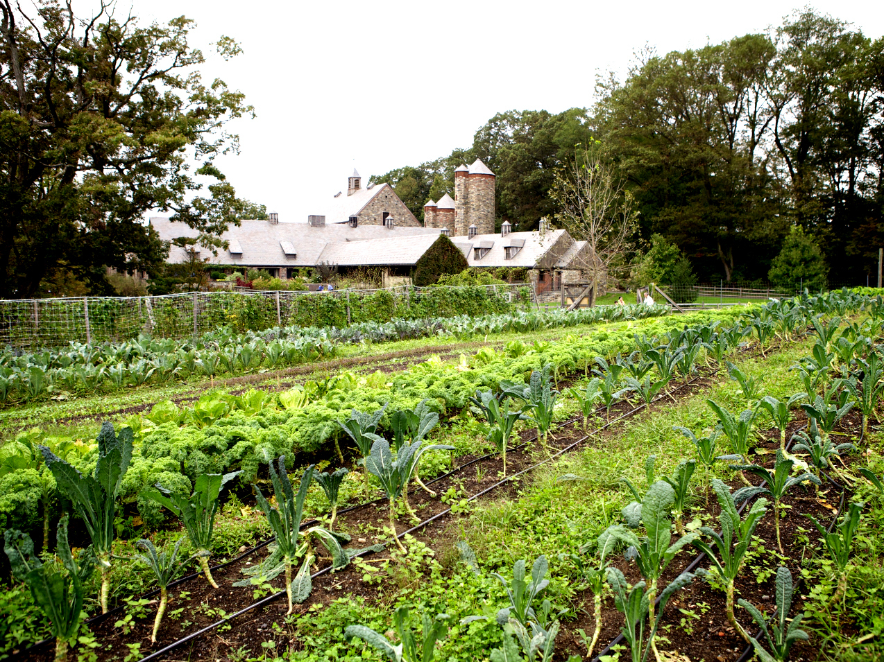 A view of Dan Barber's Stone Barns Center field and barns in Pocantico Hills, N.Y. (Courtesy of Blue Hill Farm)