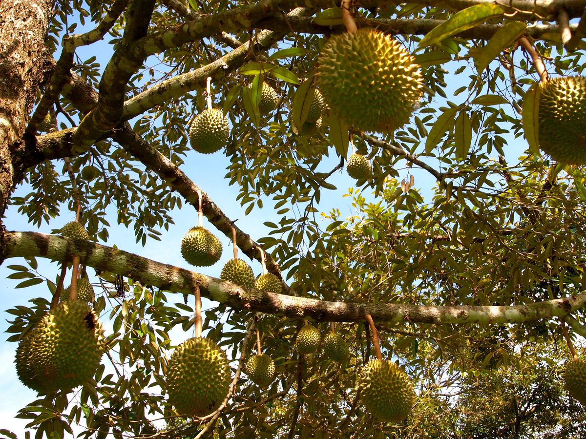 On The Trail Of Durian, Southeast Asia's 'Crème Brûlée On ...