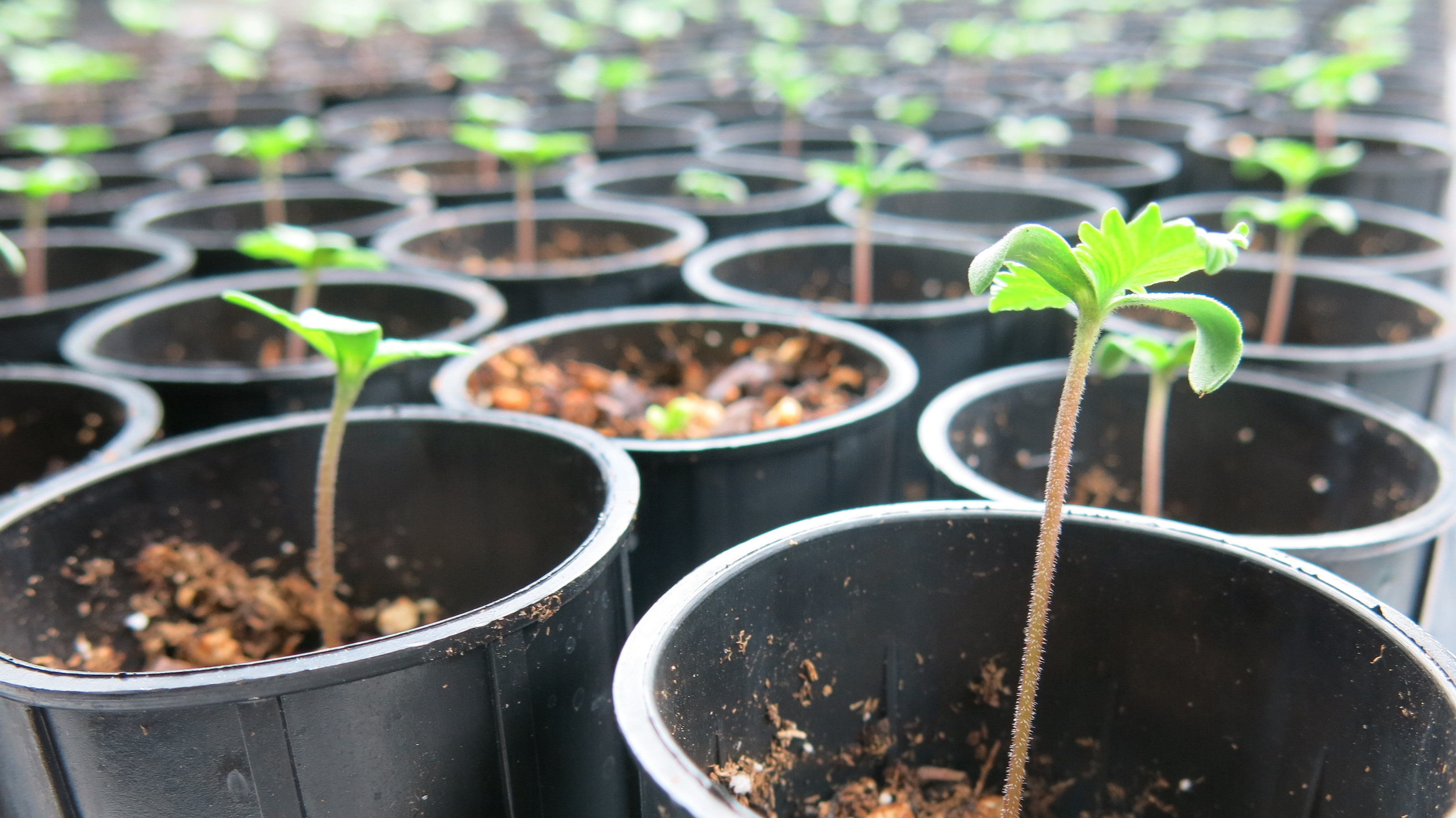 The hemp seedlings in Ben Holmes' warehouse in Lafayette, Colo., will be ready for harvest in about 50 days. Holmes says that during the peak growing season, the little sprouts can shoot up several inches each day.