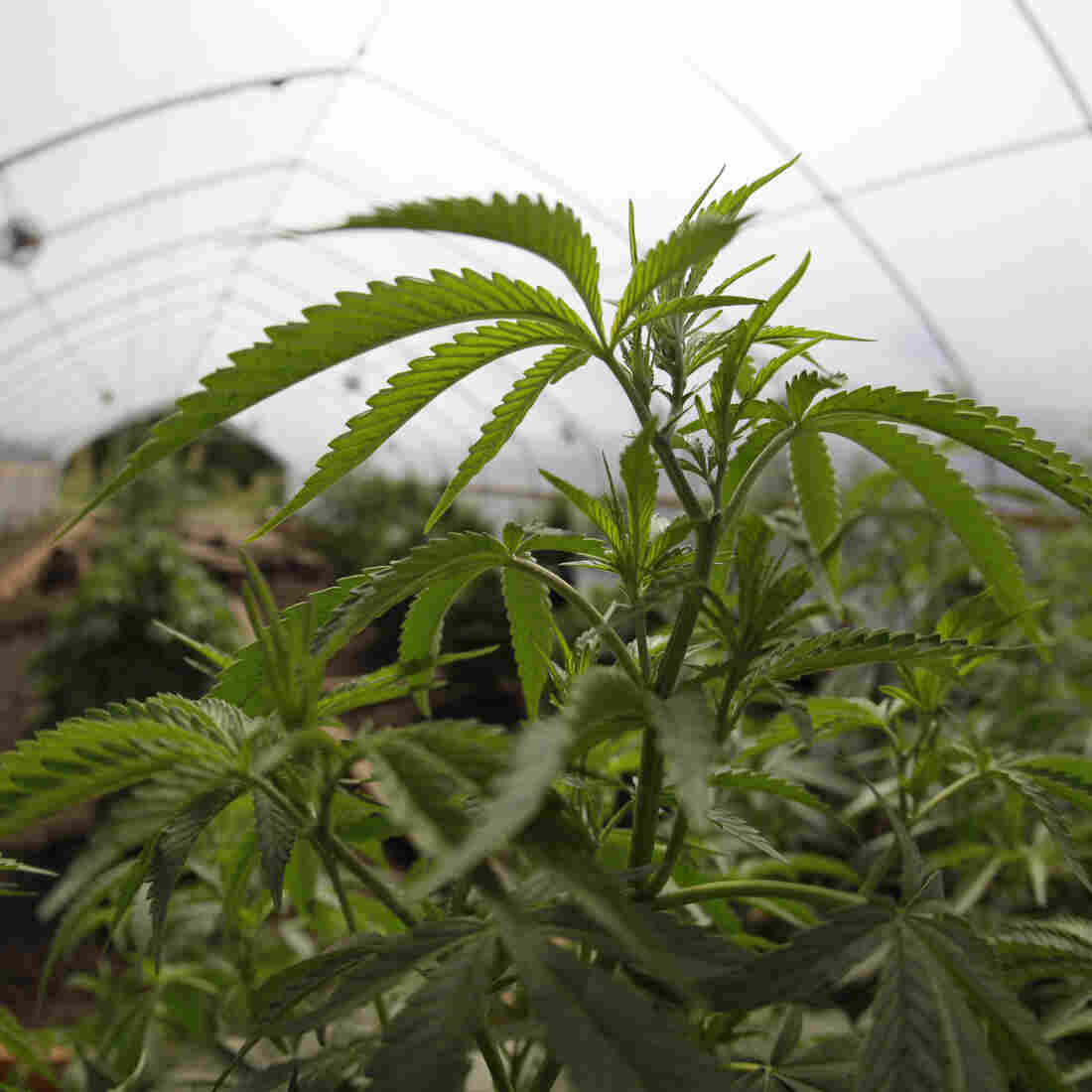 GOP House Votes To Leave States Alone On Medical Marijuana