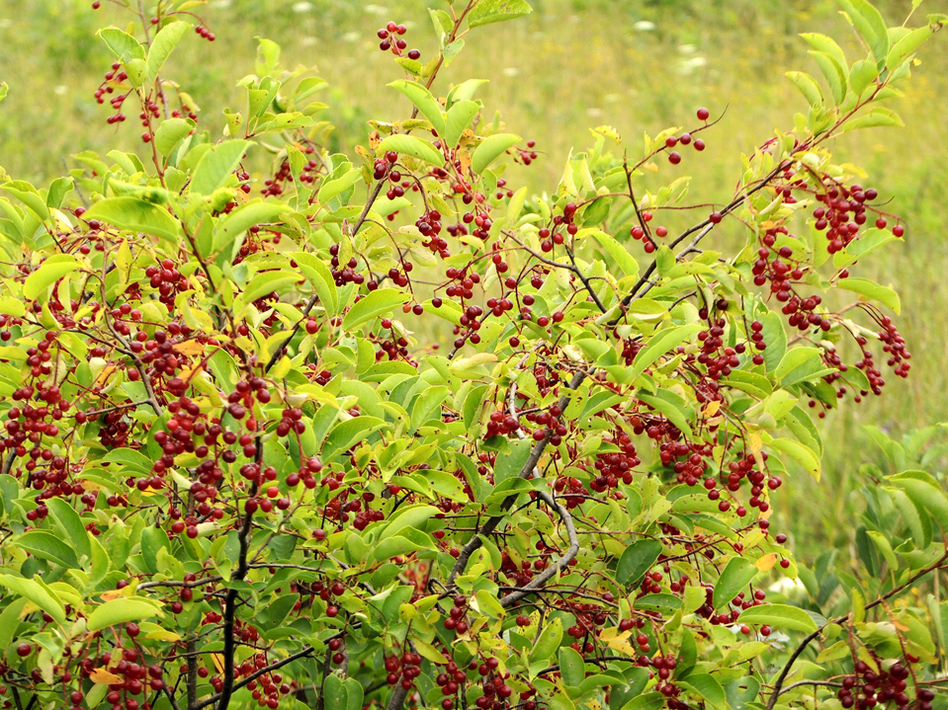Twigs and leaves from chokecherries are high in vitamin K, fiber and calcium. (pverdonk/iStockphoto)