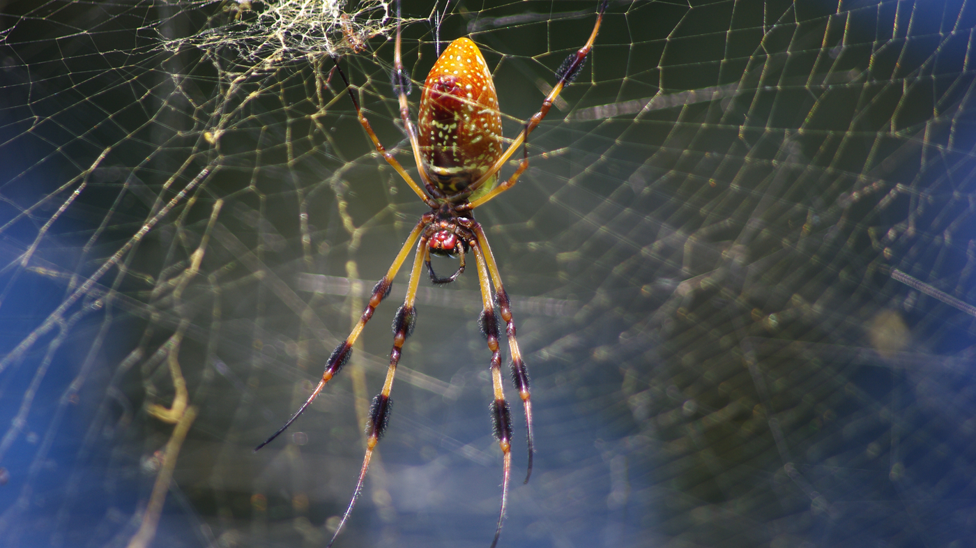 Spiders Tune In To Web's Music To Size Up Meals And Mates : NPR