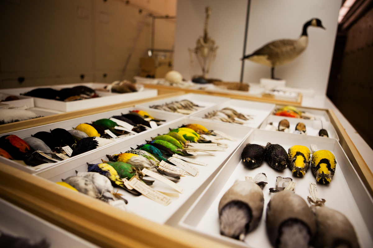 Is Collecting Animals For Science A Noble Mission Or A Threat? NPR