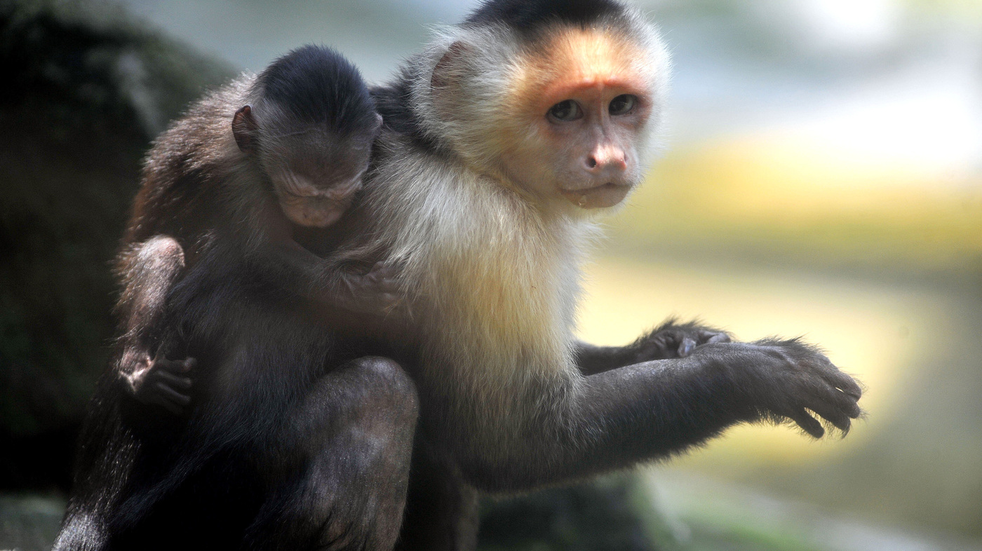 capuchin monkeys npr