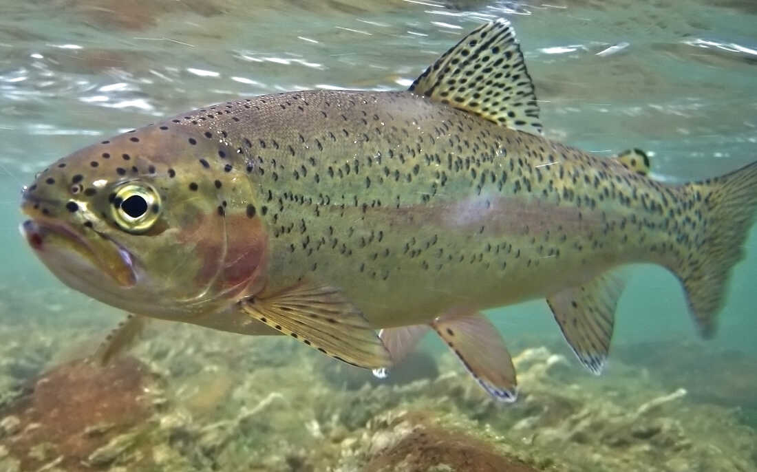 A rainbow trout swims in a fast moving river.