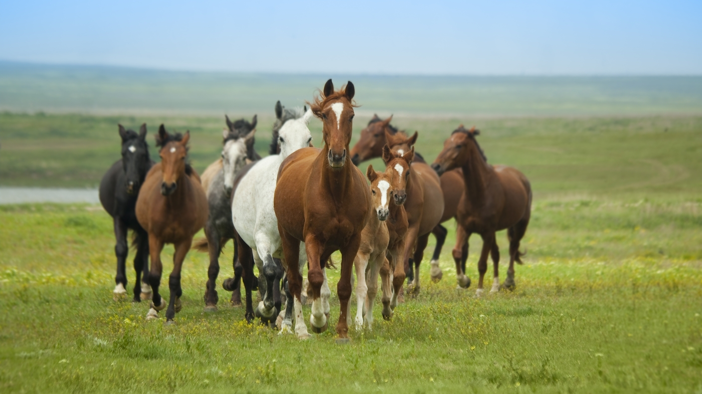 Horse Herd Wallpaper