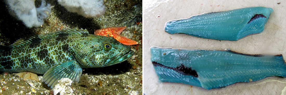 Red Fish, Blue Fish: Where The Fish Flesh Rainbow Comes From : The