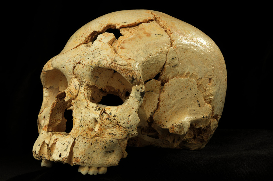 By comparing "Skull 17" from the Sima de los Huesos site with many others found in the same cave, researchers were able to discern the common facial features of the era. (Javier Trueba /Madrid Scientific Films)