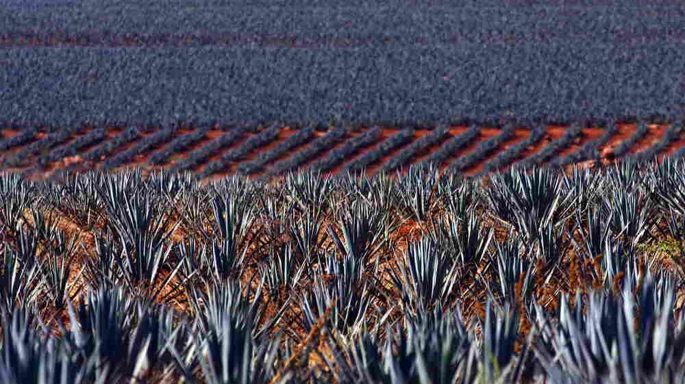 Tequila Nation: Mexico Reckons With Its Complicated Spirit 