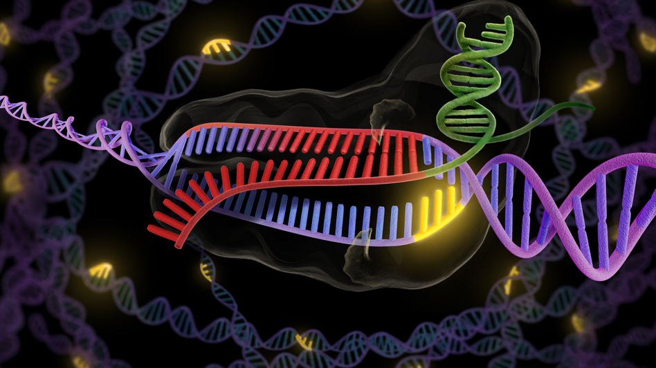 The CRISPR enzyme (green and red) binds to a stretch of double-stranded DNA (purple and red), preparing to snip out the faulty part. (Illustration courtesy of Jennifer Doudna/UC Berkeley)