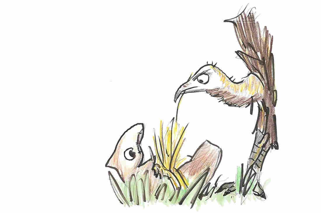 A puzzled vulture with straw in its mouth.