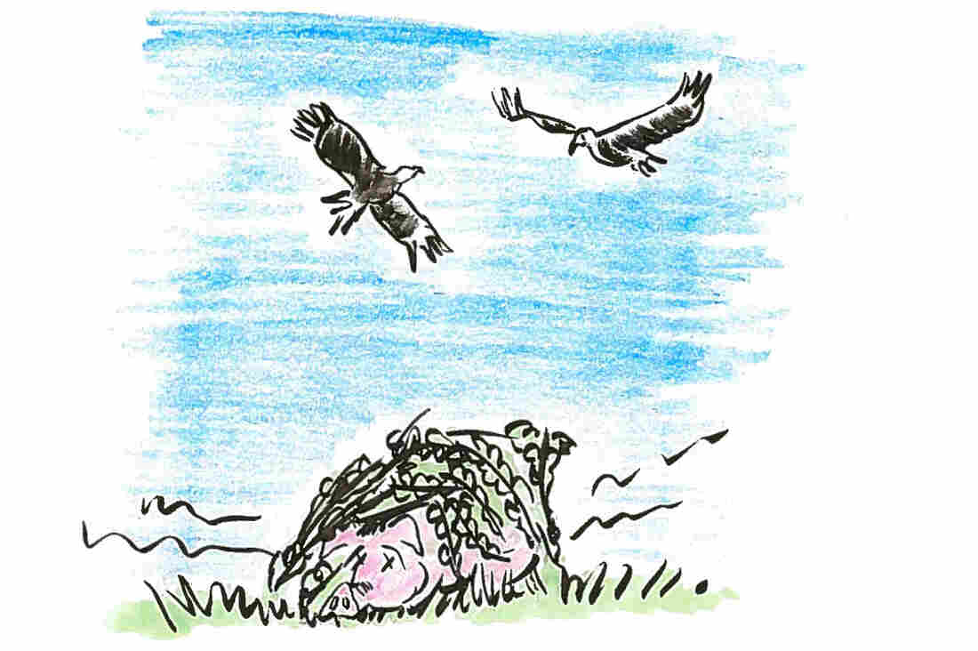 A dead hog in meadow covered with cane stalks.