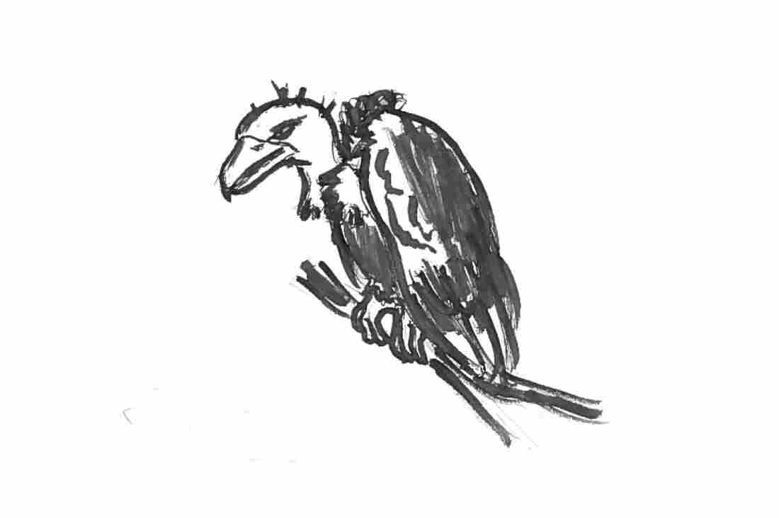 A vulture.