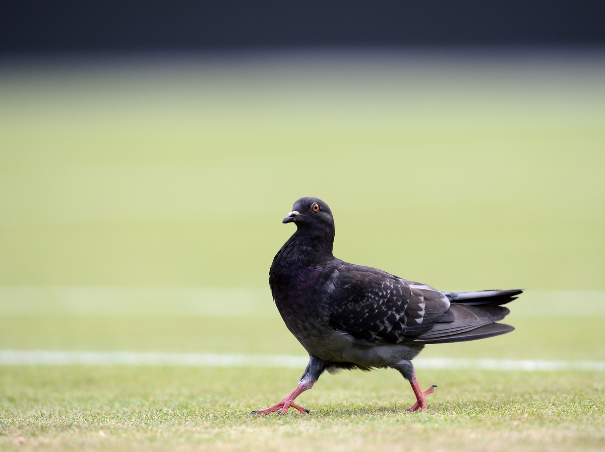 Pigeons Fly In Fear As Rufus The Hawk Guards Wimbledon's Grass NPR