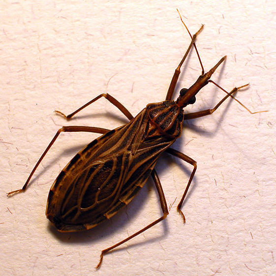 Don't let the name fool you. The kissing bug, or Rhodnius prolixus, isn't your friend. The insect transmits the Chagas parasite when it bites someone's face.