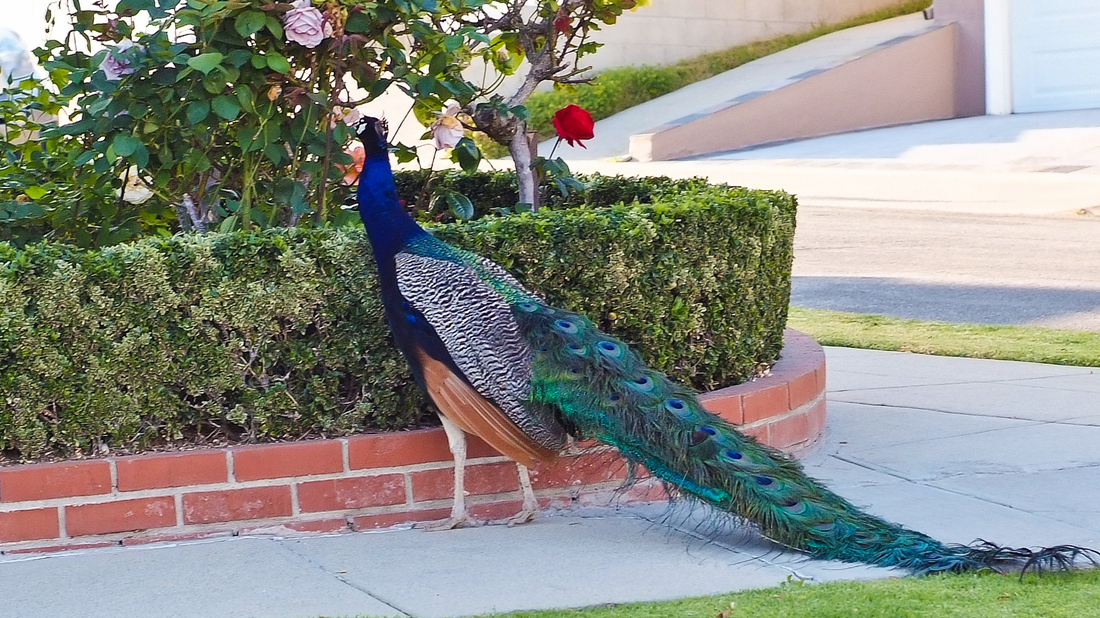 A Peacock Murder Mystery (Pea)Fowl Play In California NPR