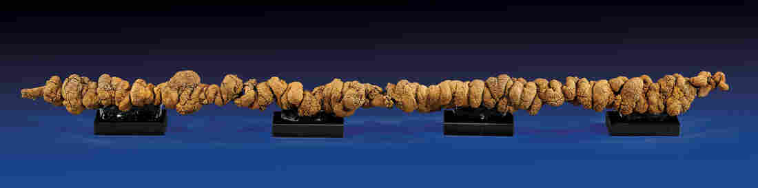 Forty inch long rare coprolite from the Miocene era.