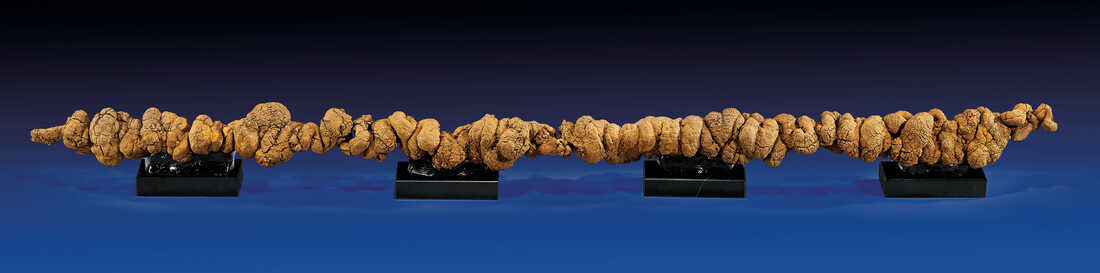 Forty inch long rare coprolite from the Miocene era.