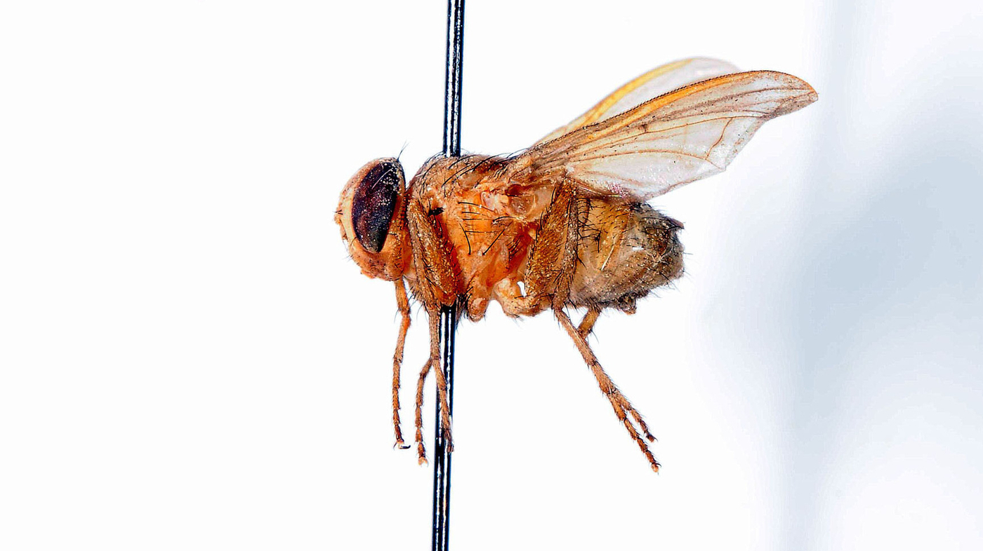 How A Tiny Fly's Ears Could Help You Hear Better Shots Health News