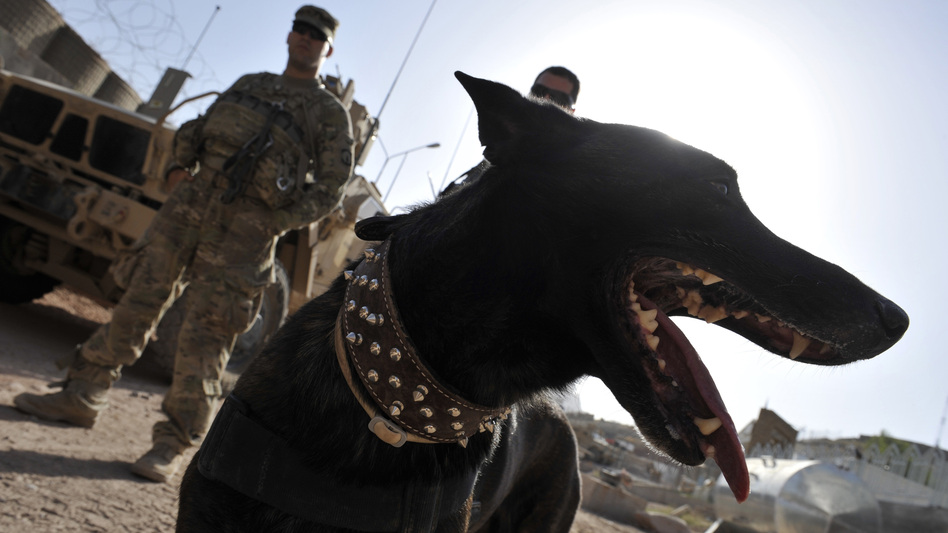 Zzarr, a Dutch shepherd, with K-9 handler U.S. Army Sgt. Nathan Arriaga (partly hidden), in 2011. (Romeo Gacad/AFP/Getty Images)