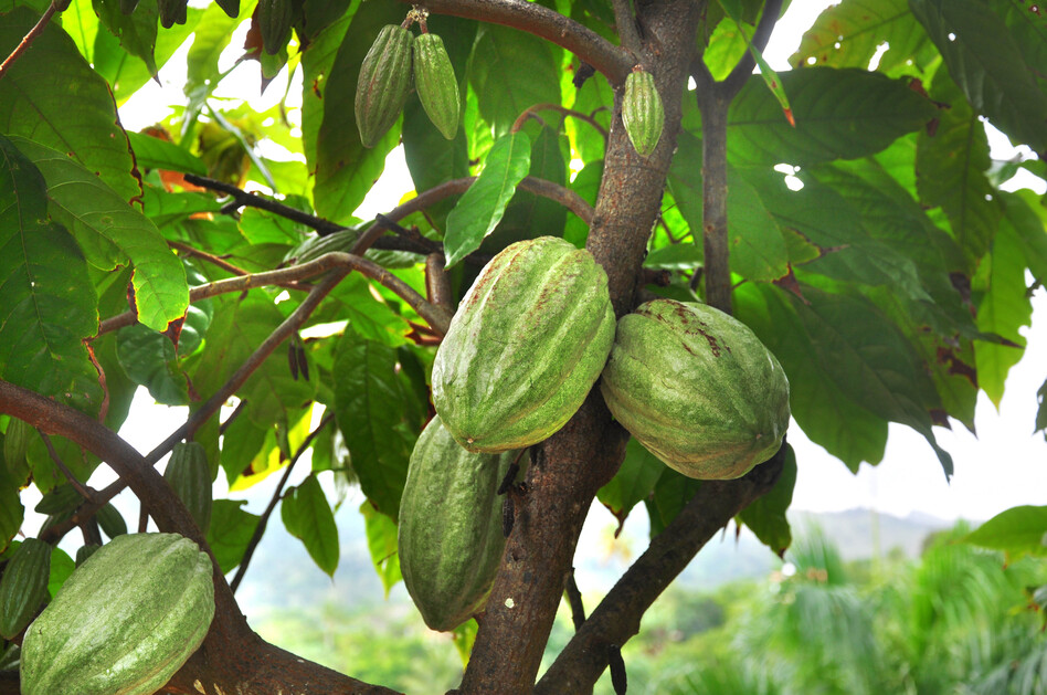 Maman Pye cacao<em>, </em>a Haitian supertree, can produce 20 times as many cacao pods as ordinary trees, and the pods themselves are denser with cacao seeds than ordinary pods. (Shutterstock)