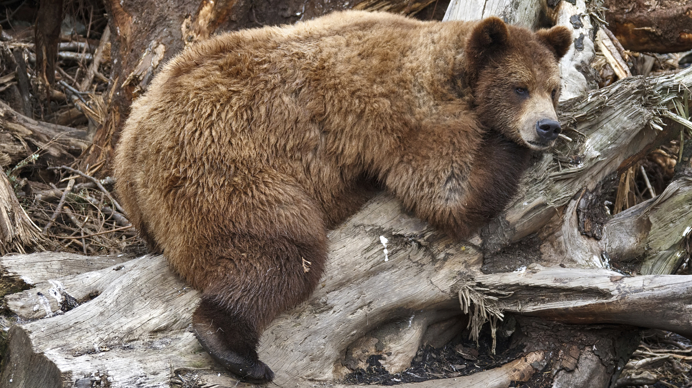Why Fat Grizzlies Don't Get Diabetes Like We Do : Shots - Health News : NPR