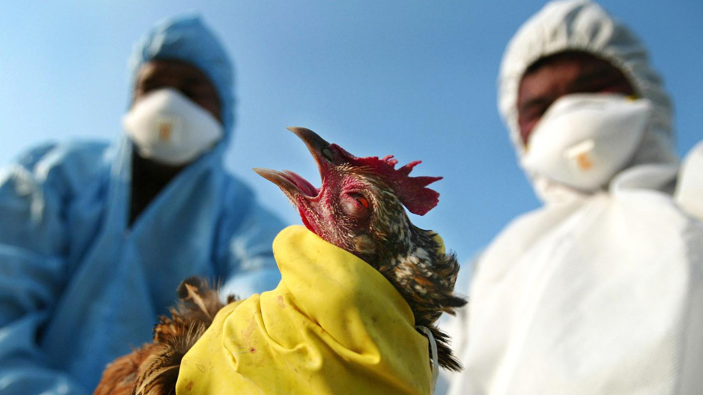 Bird Flu 2024 News Vinni Jessalin